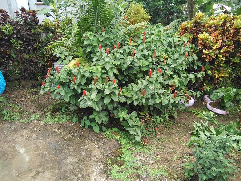 Anthurium Apartment Roseau Luaran gambar
