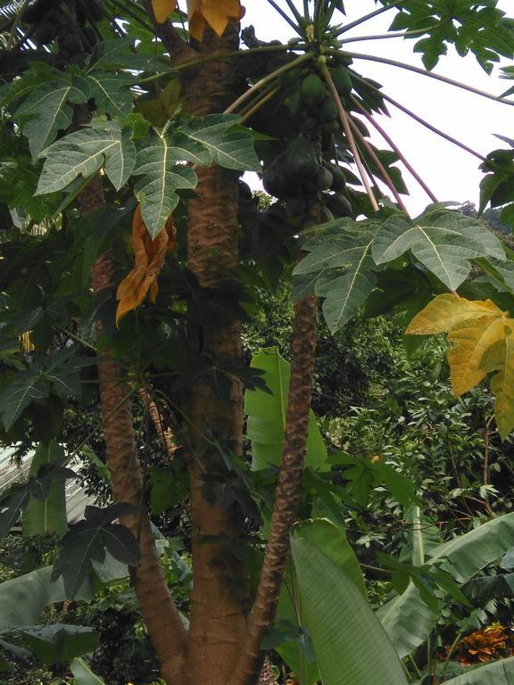 Anthurium Apartment Roseau Luaran gambar