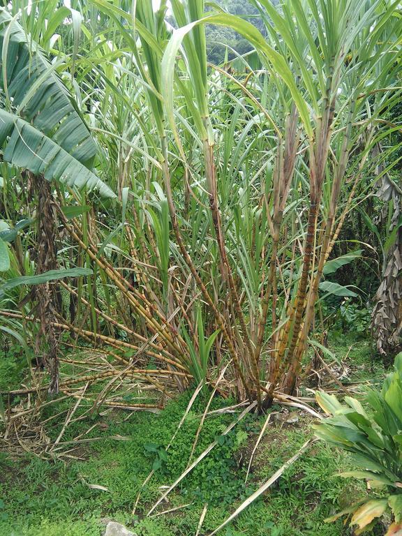 Anthurium Apartment Roseau Luaran gambar