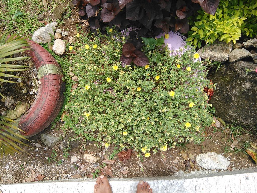 Anthurium Apartment Roseau Luaran gambar
