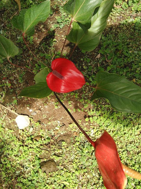 Anthurium Apartment Roseau Luaran gambar