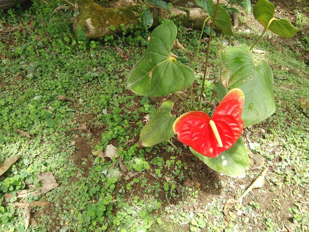Anthurium Apartment Roseau Luaran gambar