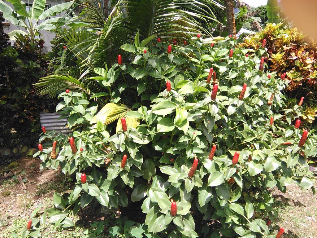 Anthurium Apartment Roseau Luaran gambar